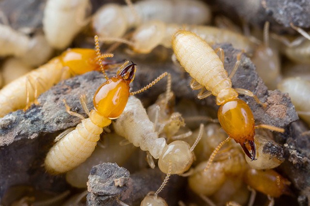 Pest Control for Termites in Ghatkopar